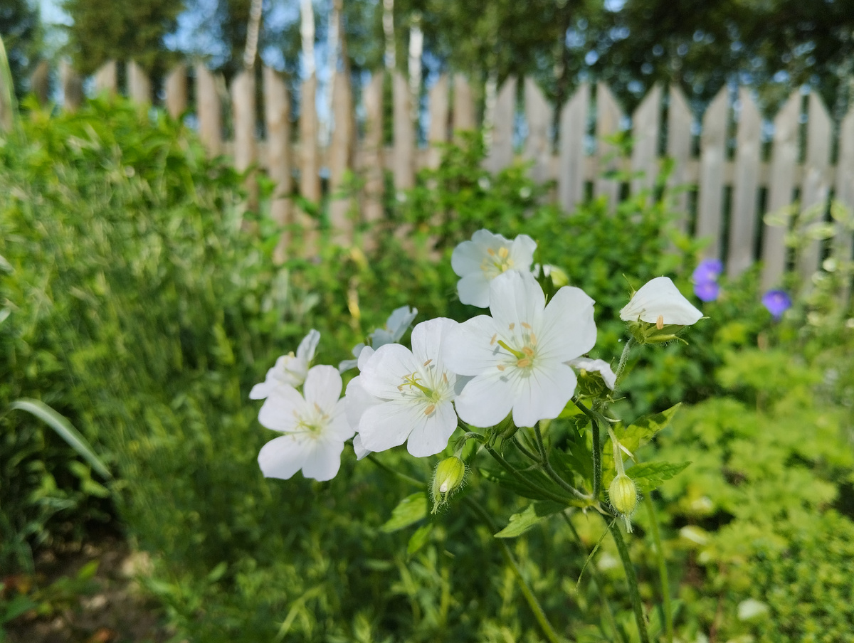 Герань пятнистая "Альбум"