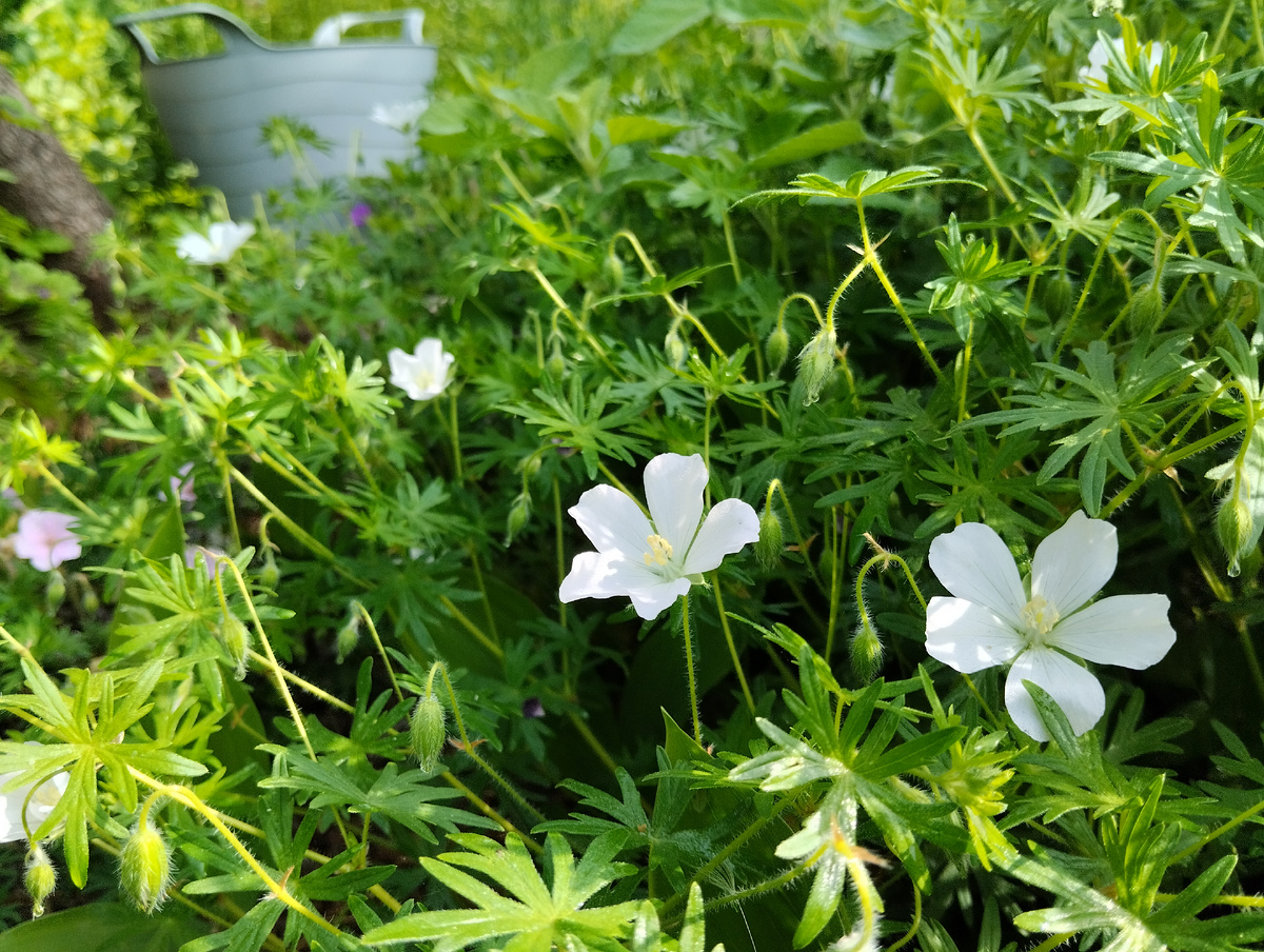 Герань кроваво-красная "Альбум"