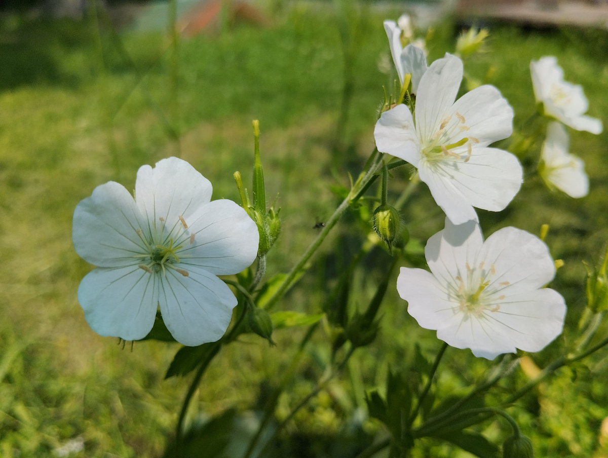 Лепестки белые, с характерными зеленоватыми полосками, более округлые по форме, чем у кроваво-карсной герани