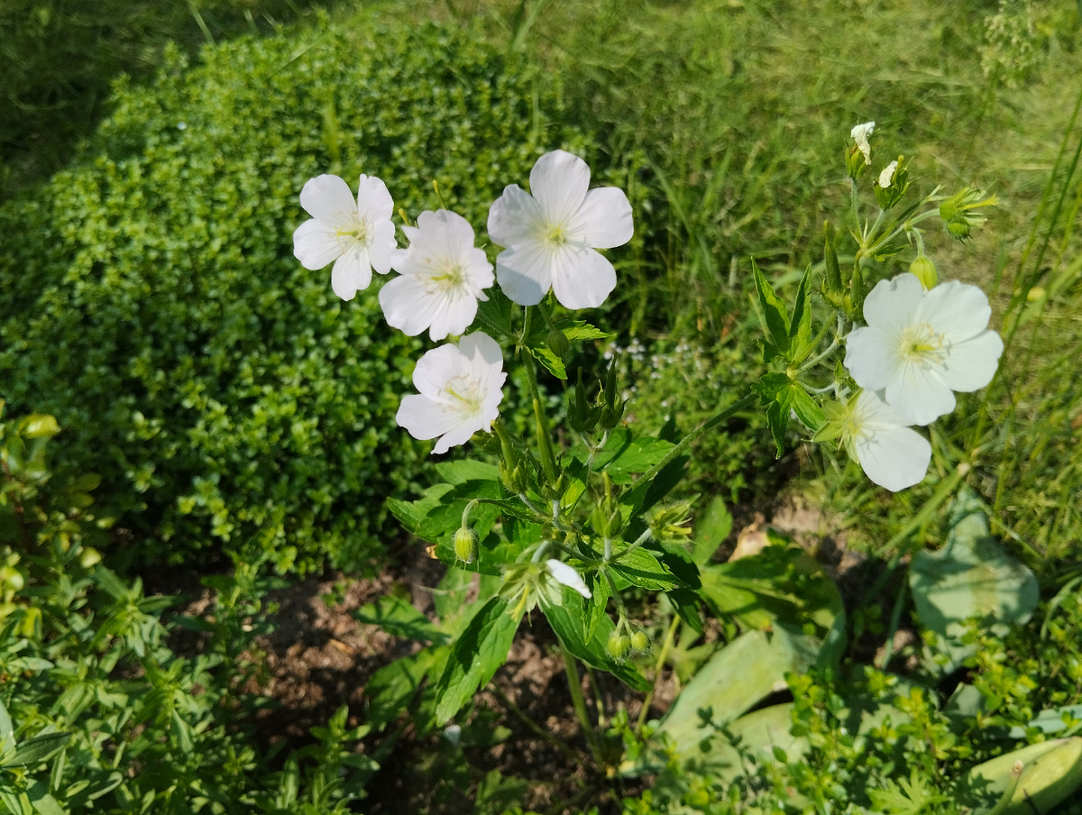 Пара цветоносов 