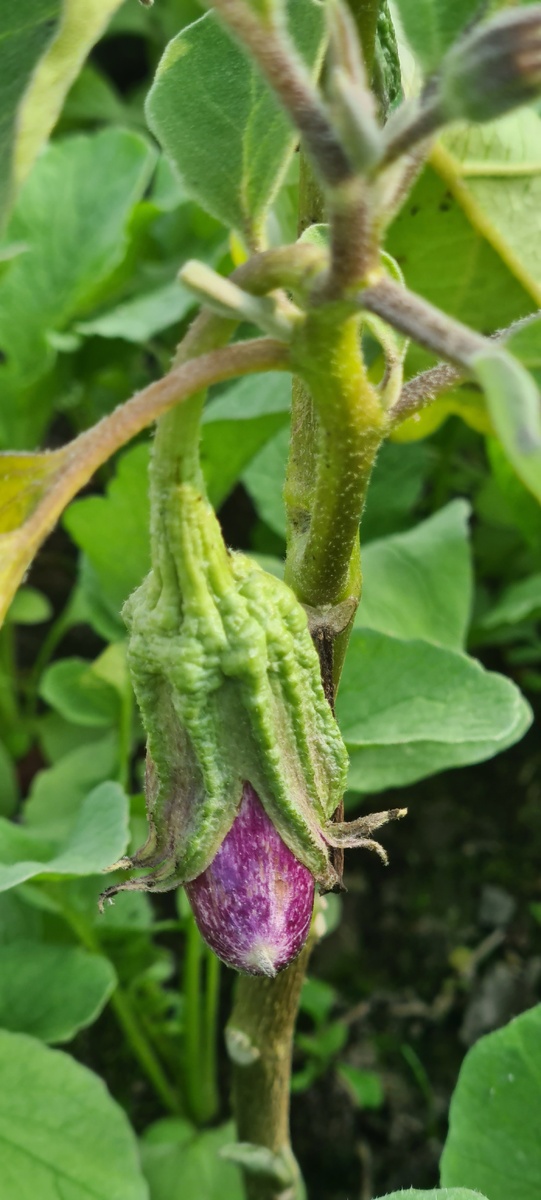 Матроскин .