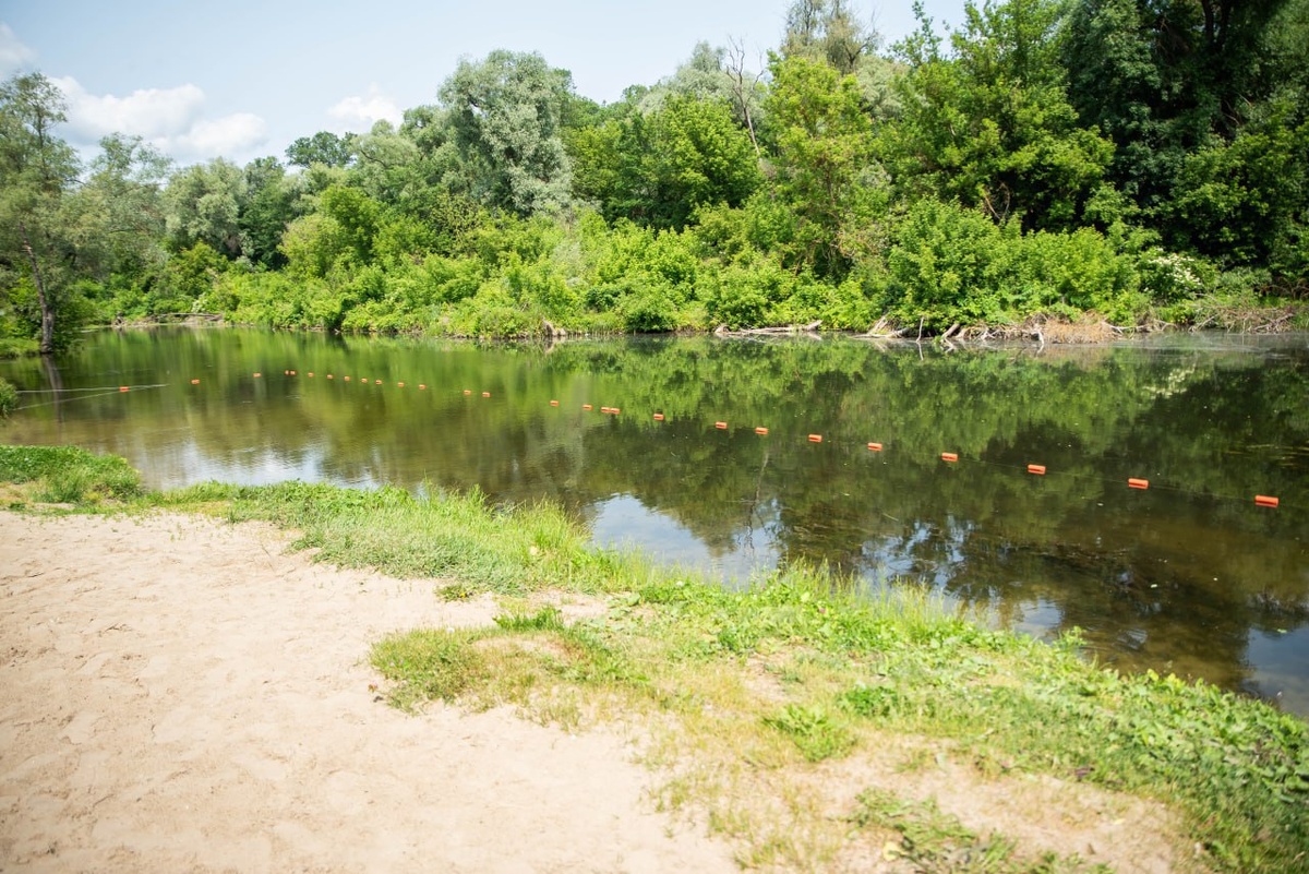    Водоросли не помешают: пляж у «Элеватормельмаша» в Курске станет чище