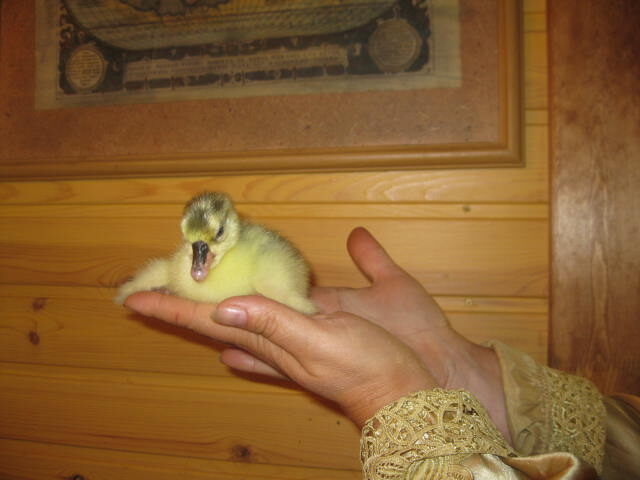 Гусей выводили. Они такие приятные! 