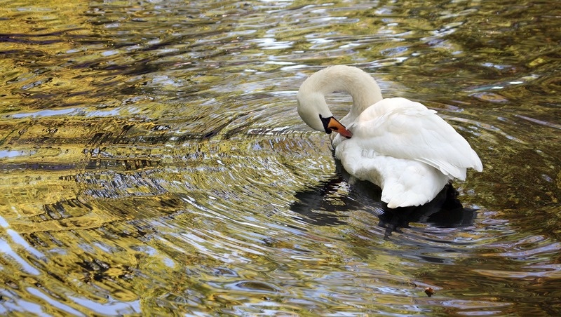    Избегайте водоёмов, в которых плавают водоплавающие птицы, не приманивайте их и не трогайте Фото: Дмитрий Ахмадуллин / / ИА «Победа26»