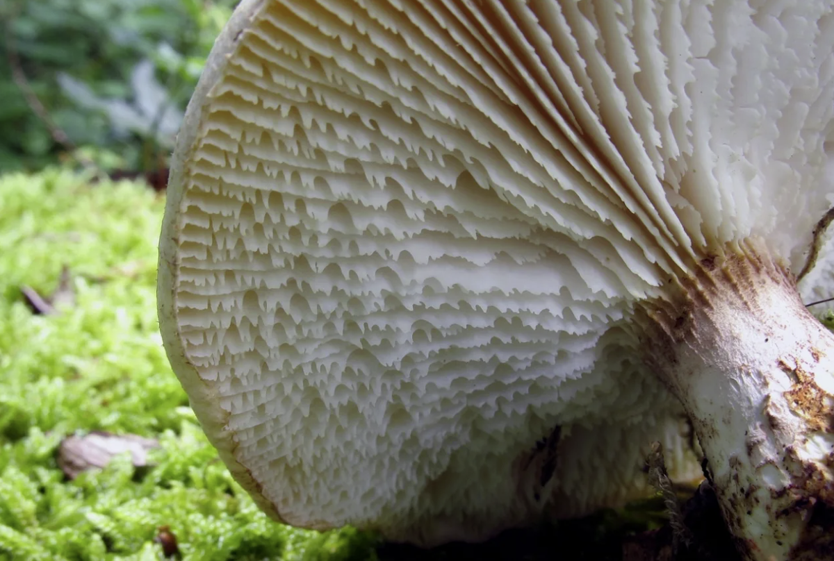 Пилолистник чешуйчатый. Фото с сайта ГИФ mycoweb.ru