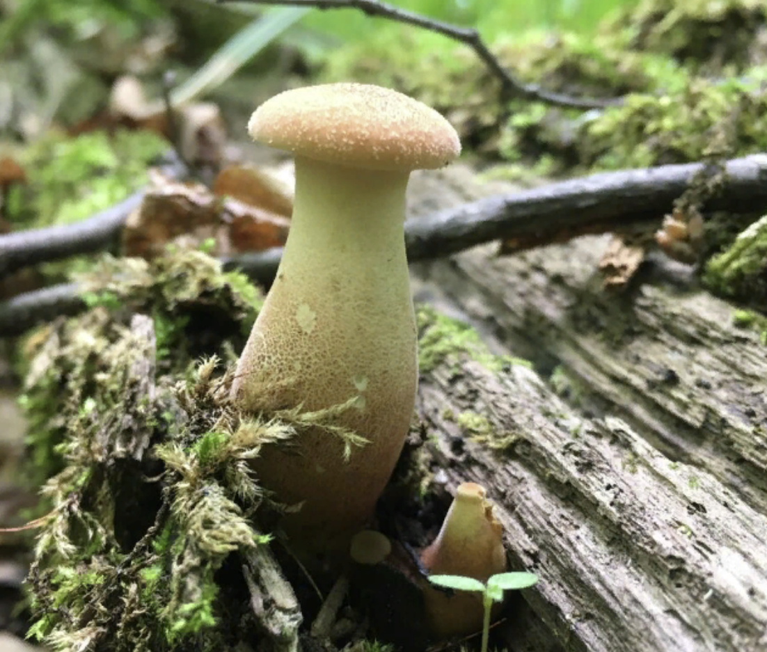 Идеальная грибная фигура