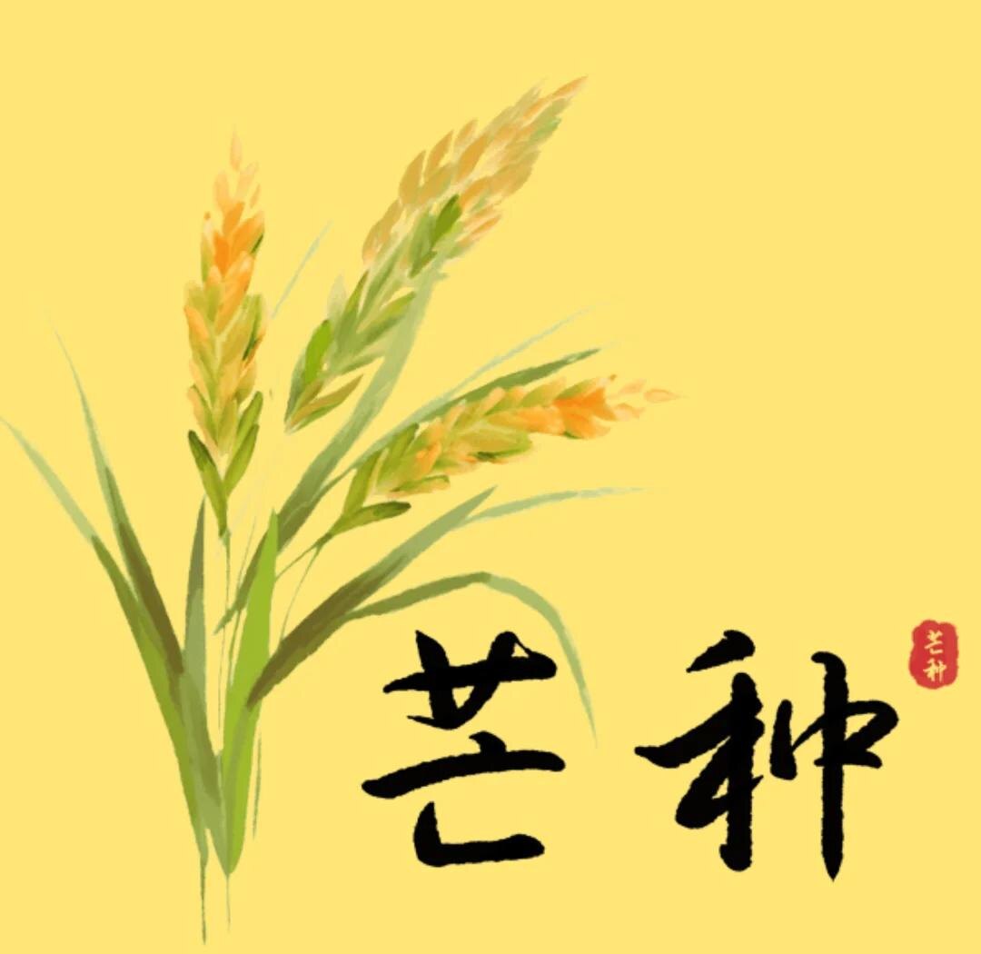 По китайскому календарю, сегодня 5 июня наступает сезон Ман Чжун (Колошение злаков, Колошение хлебов или Зерно в колосе и т.п., по-китайски: 芒种, mángzhòng) – девятый малый сезон из 24 сезонов традиционного китайского календаря. Источник изображения: baidu.com