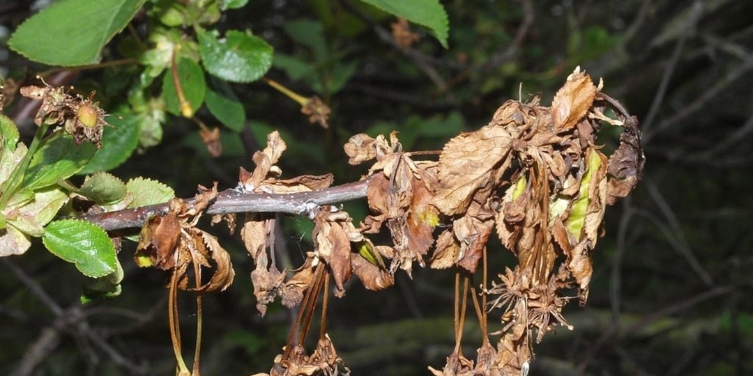 Монилиоз косточковых - страшная напасть, как ее побороть