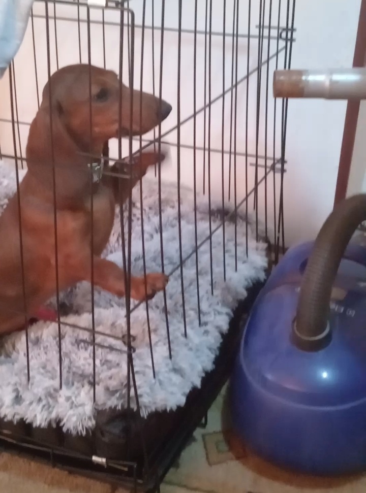 Удержать мой праведный гнев могла только клетка 