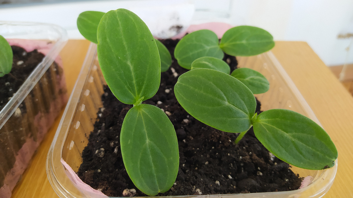 Крепенькие всходы.