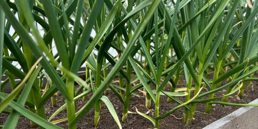 Киньте щепотку в лейку — и чеснок у вас будет с кулак! Проверено годами