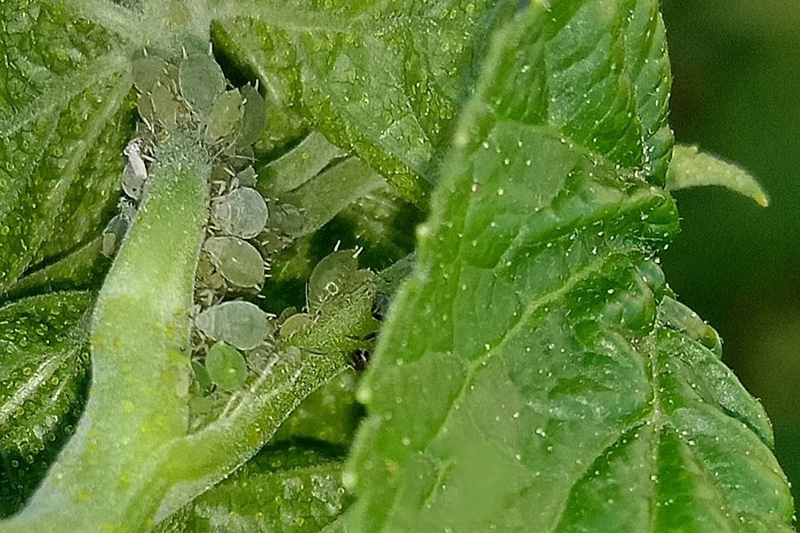 Зелёная тля на чёрной смородине.