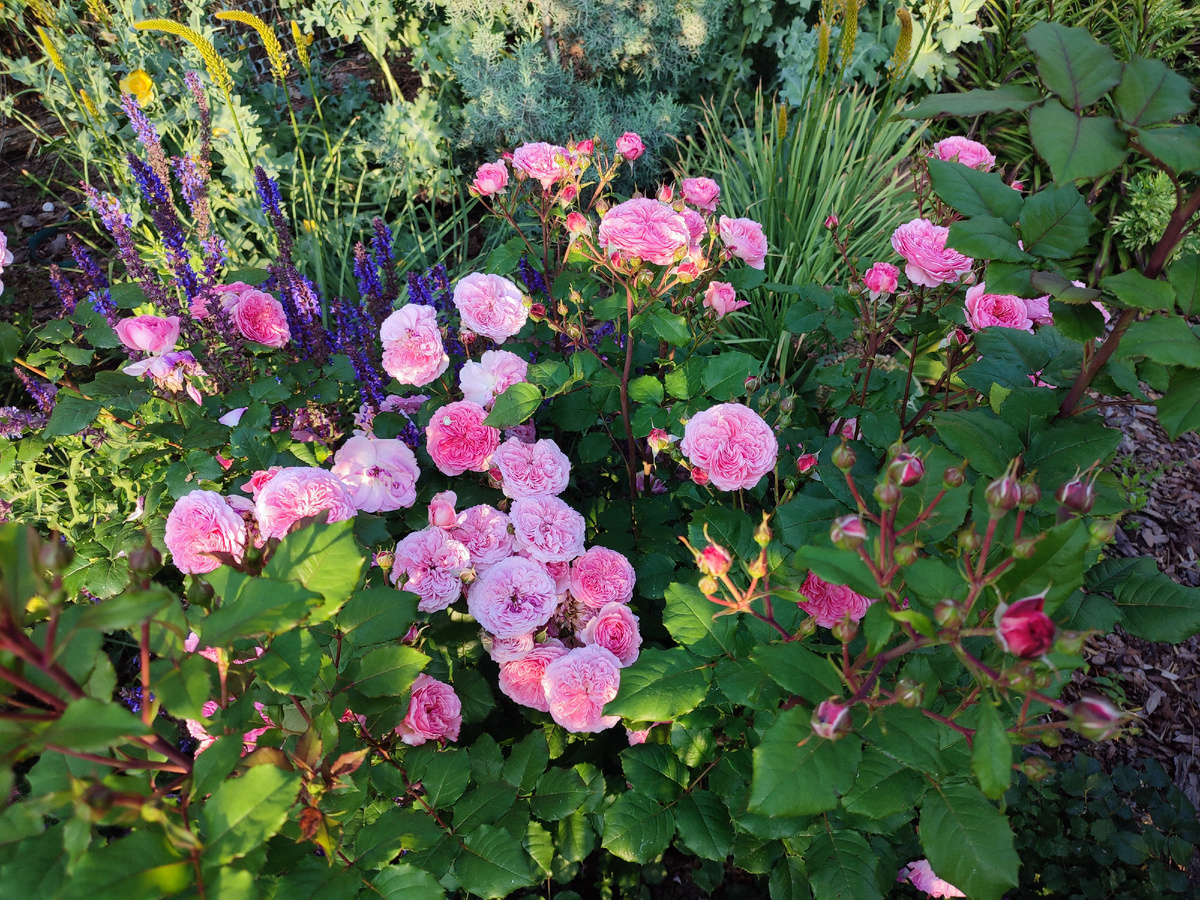 роза на фоне шалфея и голубой листвы мачка желтого (глауциума)