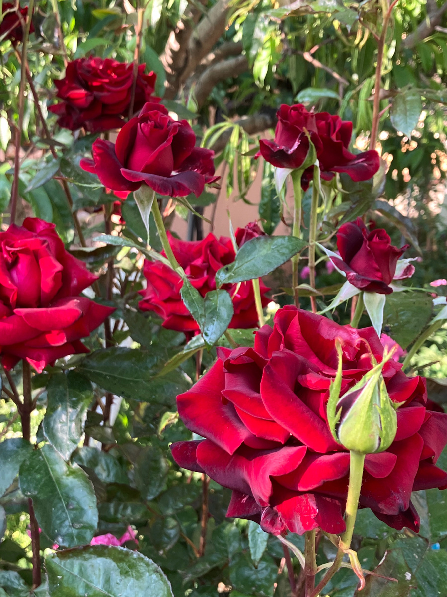 Безымянная Роза, вырастила из черенка