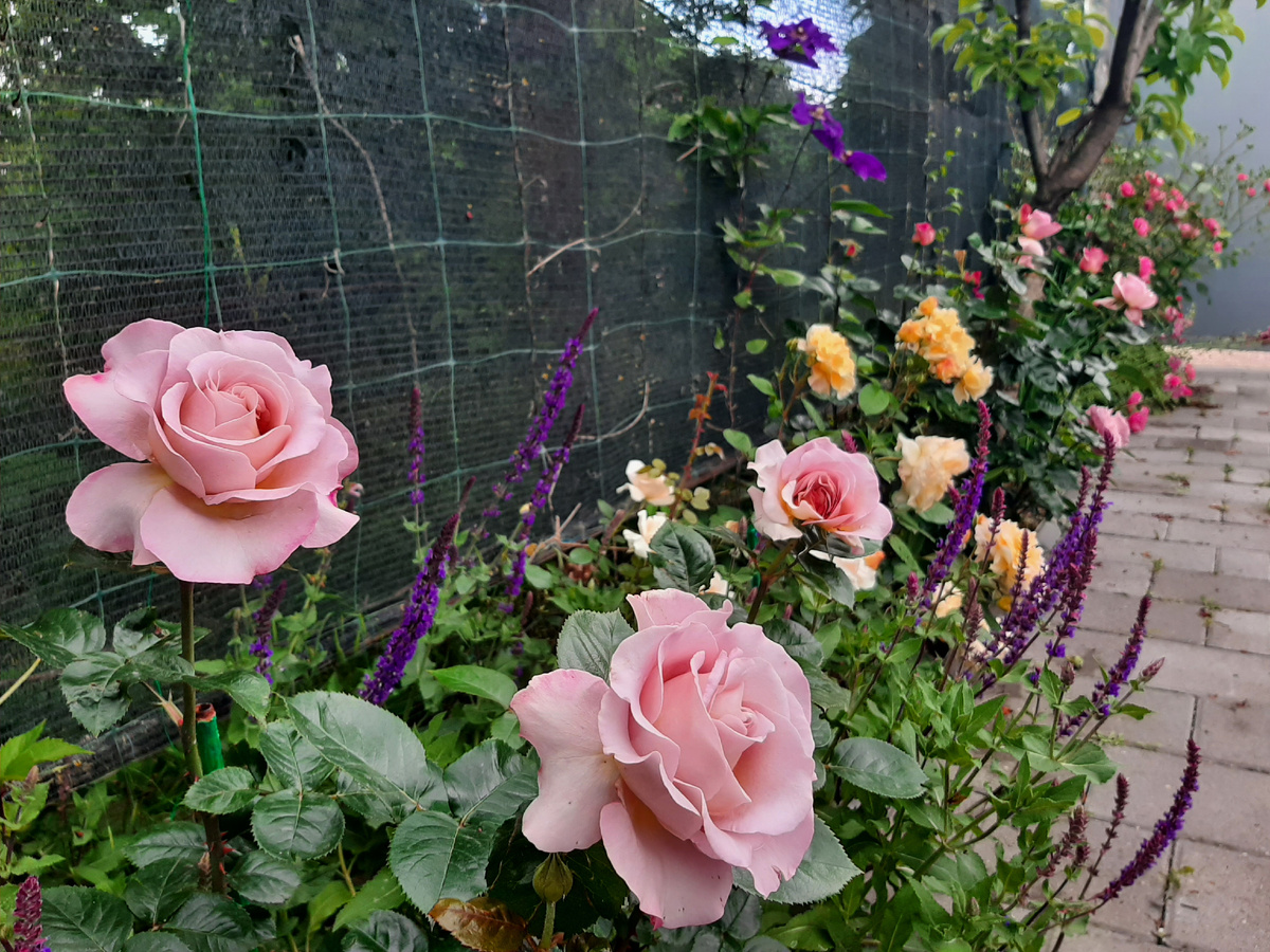 3 фото в разных стадиях роспуска