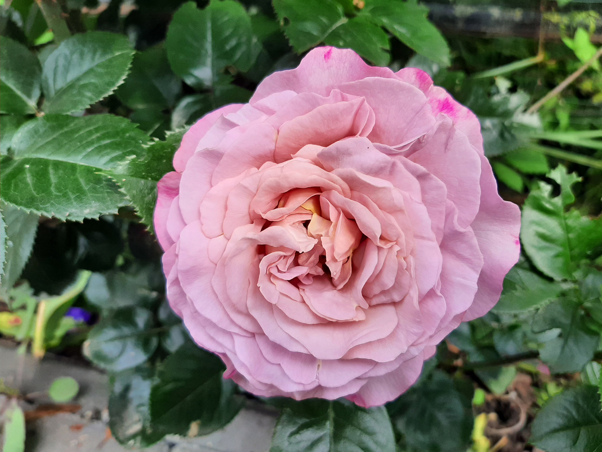 Цветок просто огромный