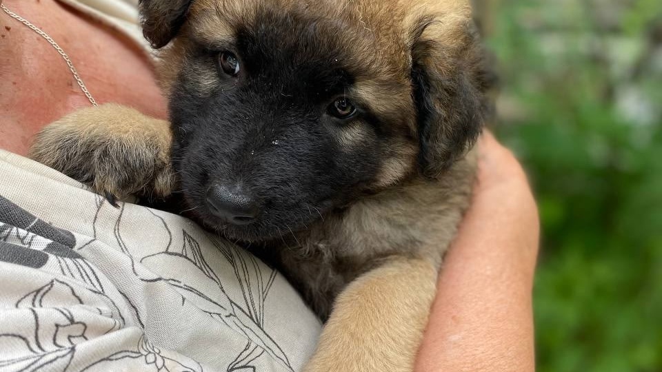 ✨🐶 Когда ты красива! 😍 И в профиль, и в анфас! 📸 Настоящий дом нужен такой пампушке! 🏡💖