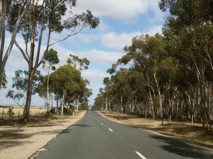 Это не березки :-))