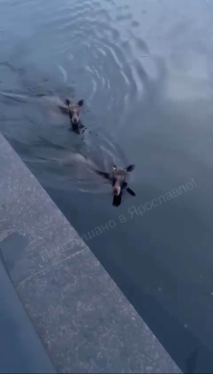 Смотрят на ярославца