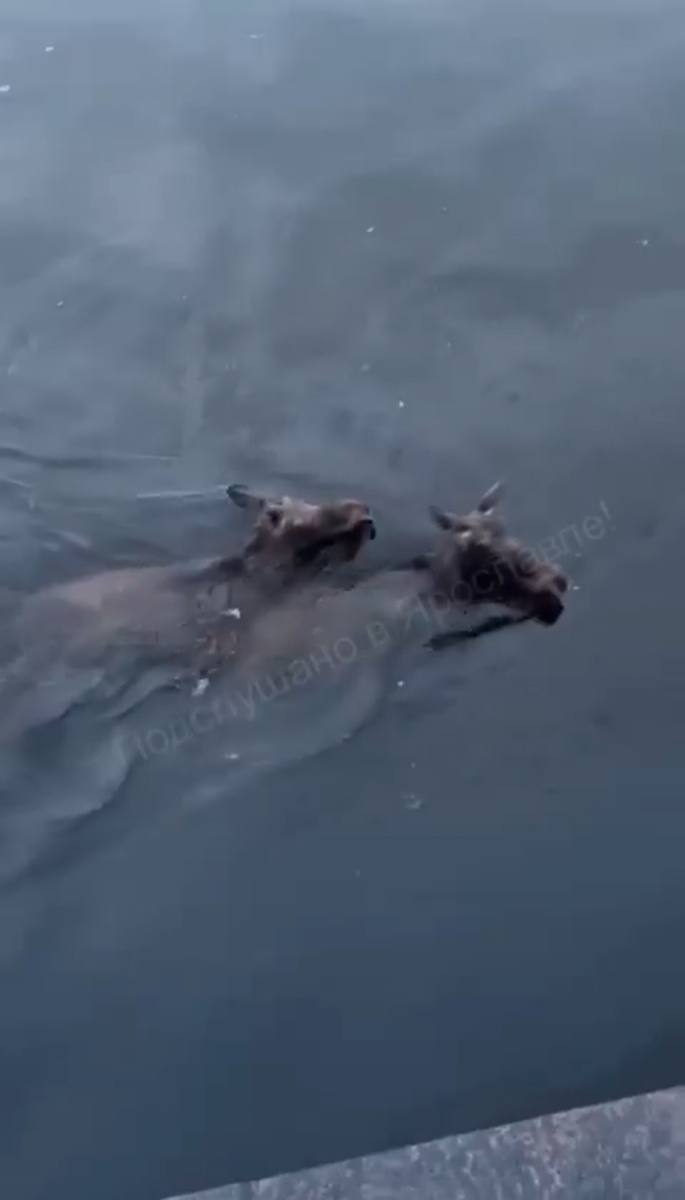 Продолжают плыть