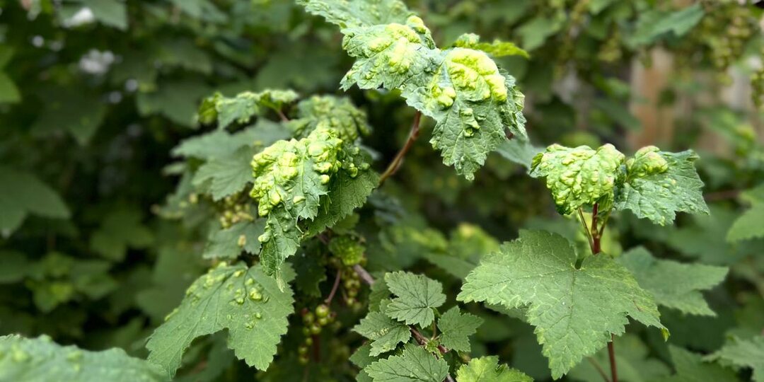 Как я спасаю свою смородину от тли - проверенные дачные хитрости СОВЕТСКИХ ВРЕМЕН.