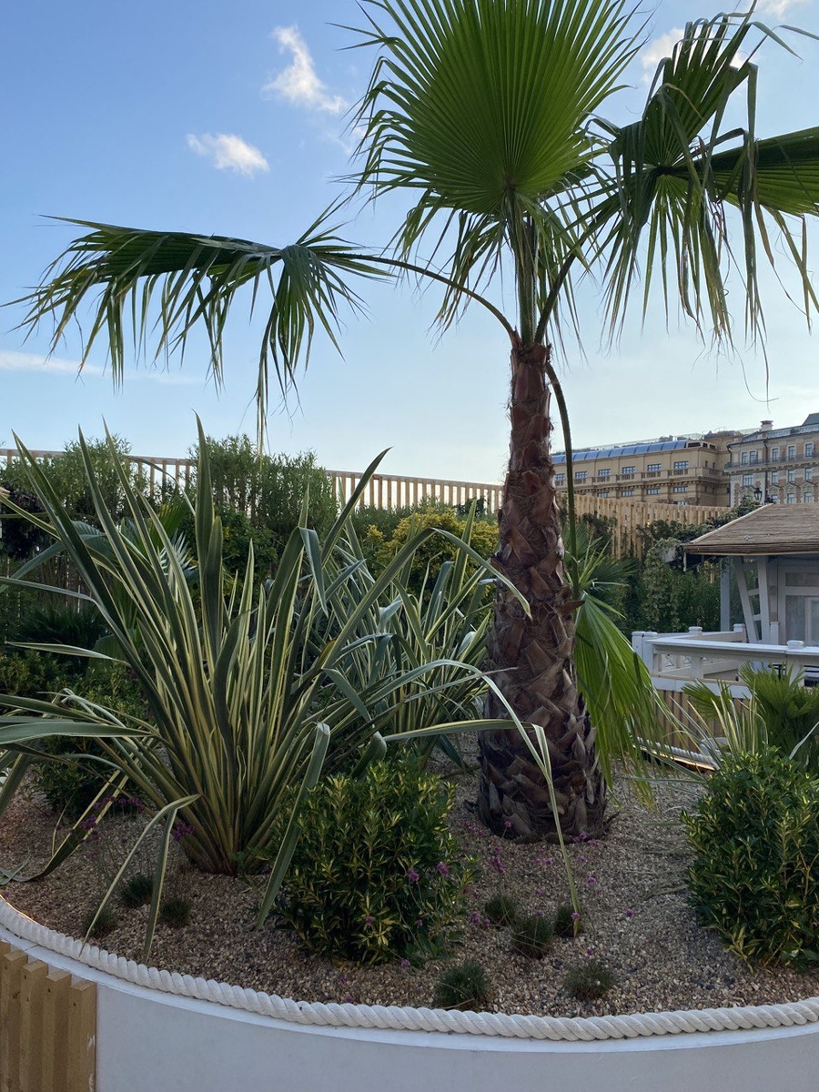 Пальма в центре Москвы