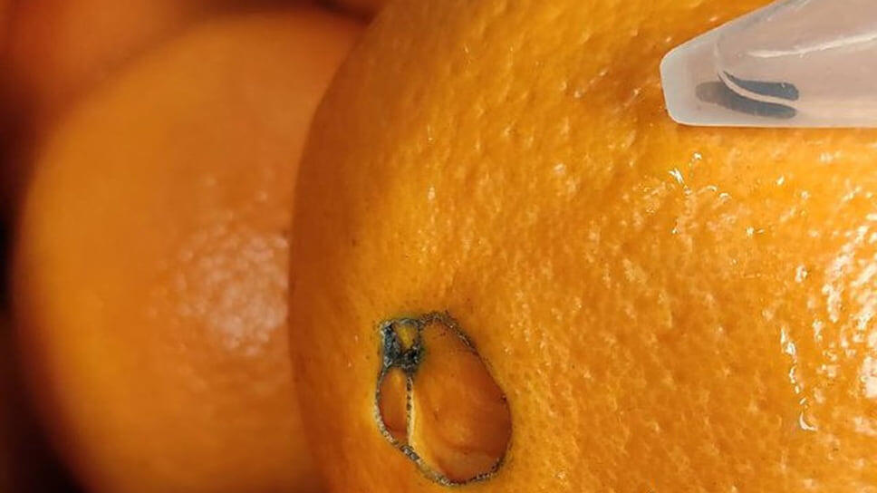 Фото: пресс-служба Южного межрегионального управления Россельхознадзора