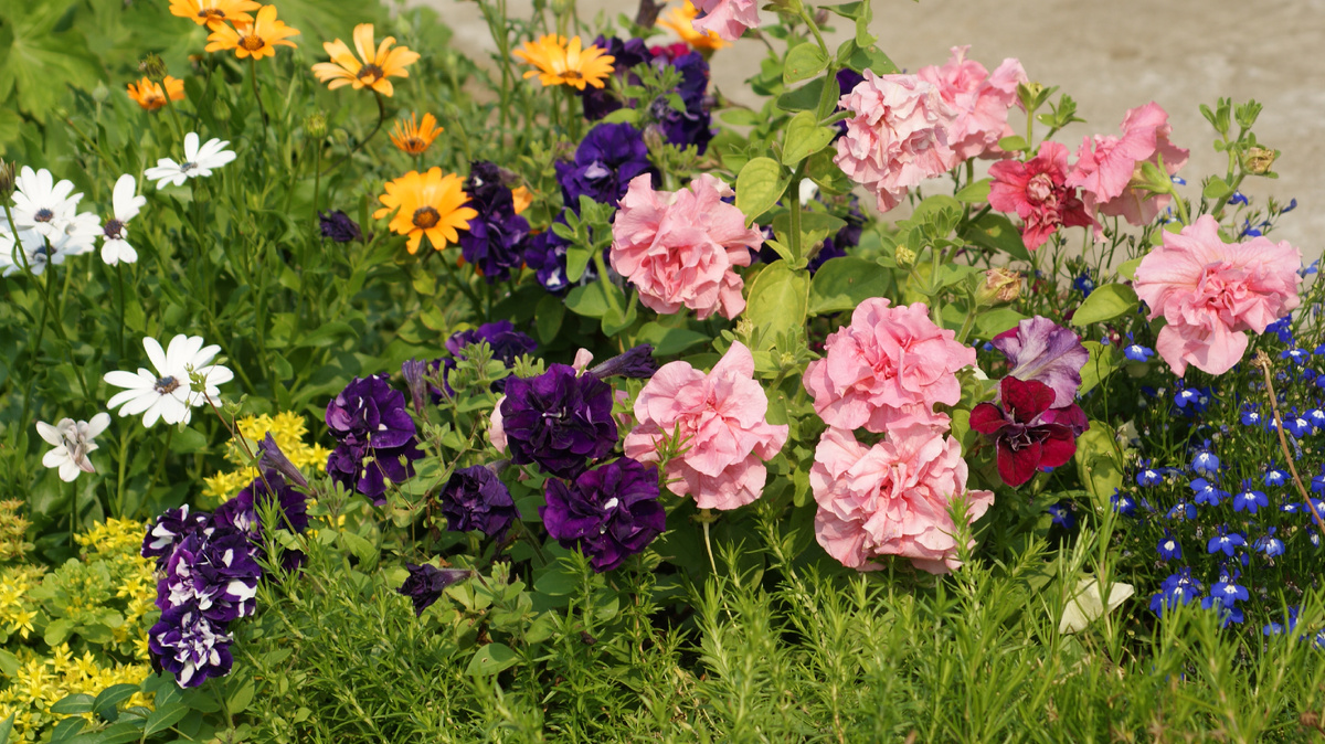 Простенькие композиции были у меня вдоль дорожек