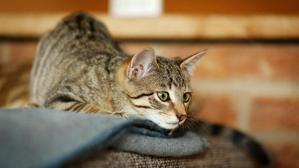 Фото: © www.globallookpress.com/Silke Klewitz-Seemann/imageBROKER.com