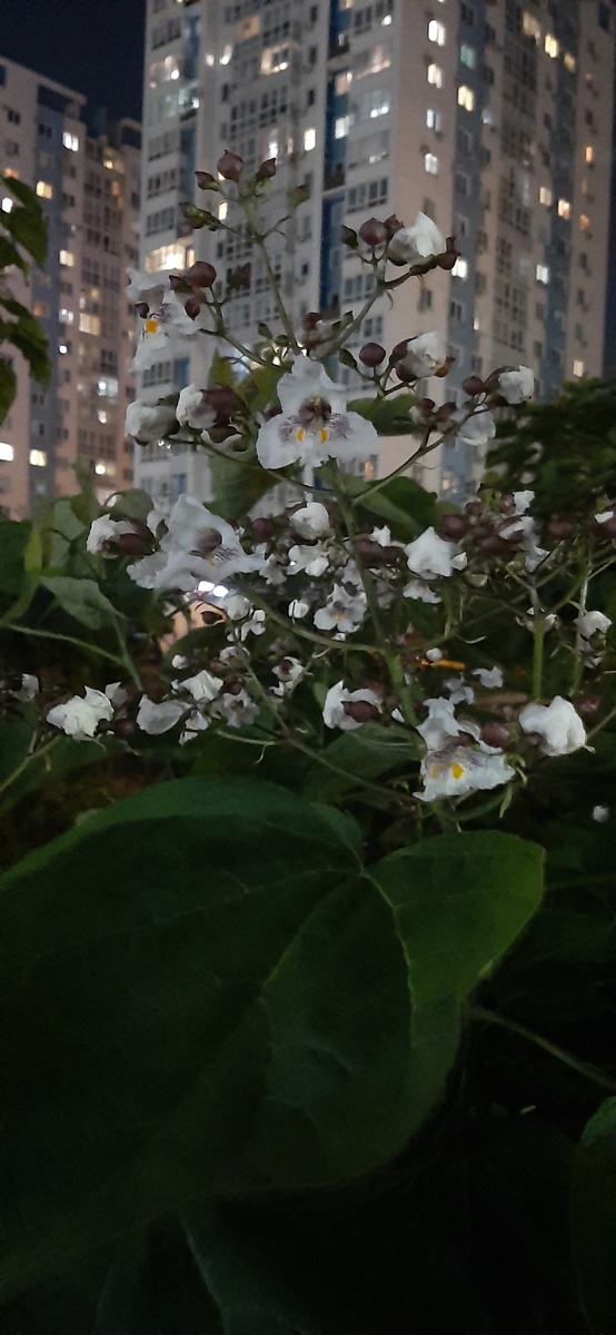 Вечерняя прогулка по городу. Целая аллея цветущих деревьев на фоне высоток