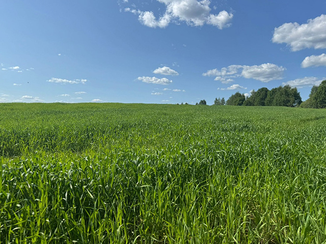 За неделю в Тверской области площадь ярового сева вдвое выросла до 81% от плана