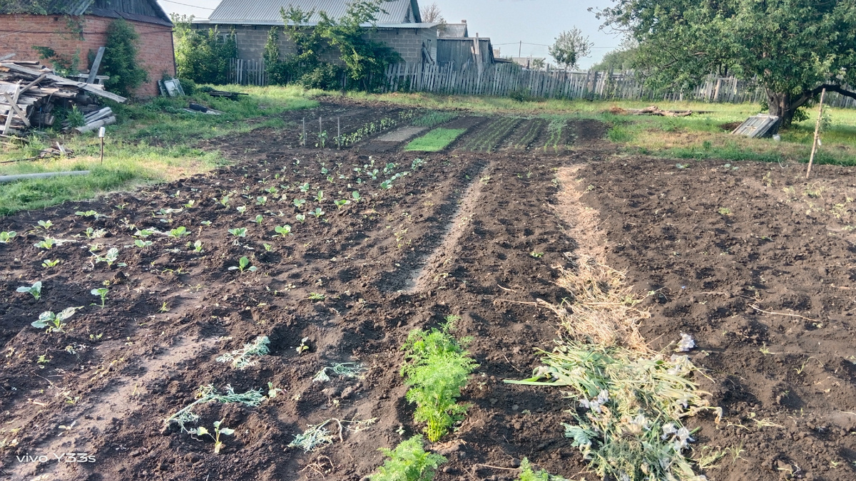 Мой огород.Фото мое.
