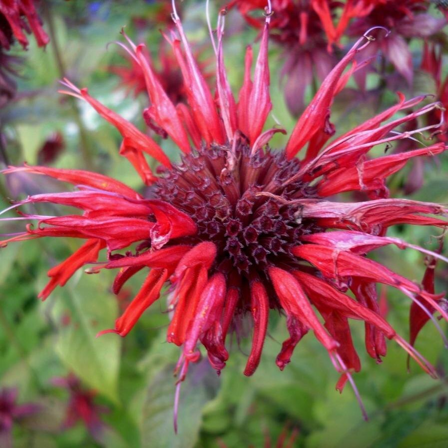 Из свободного доступа