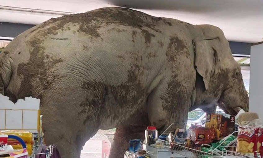 Потому что одна стена у магазина была открытая, буквально приглашает слона войти