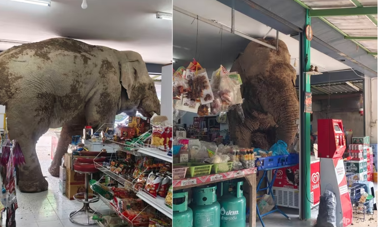 Еле бедняга под ваш низкий потолок вкорячился