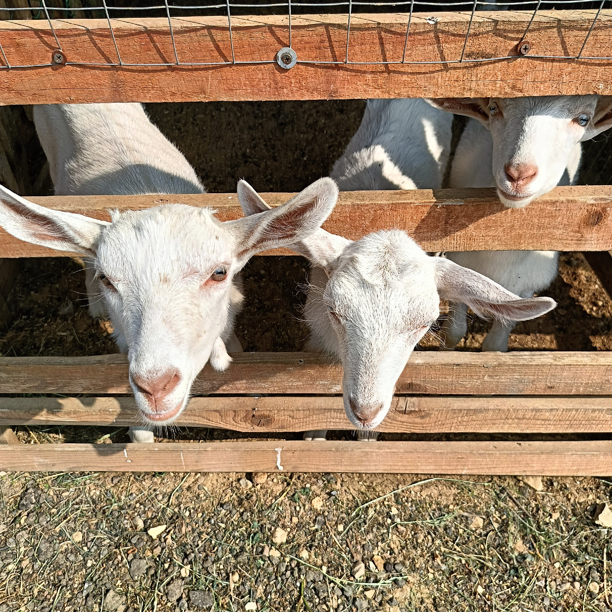 Знакомьтесь - Катюхи 🐐🐐🐐. У моей бабушки когда то были две козы и их обеих звали Катьки. С тех пор - с самого раннего детства - для меня все козы - Кати 😅. Фото автора.