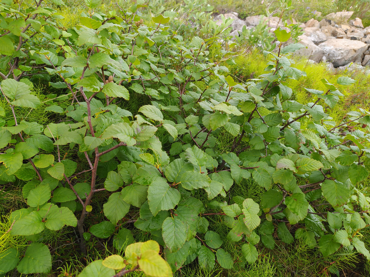 Это карликовая береза. Мои пирожки тоже карликовые