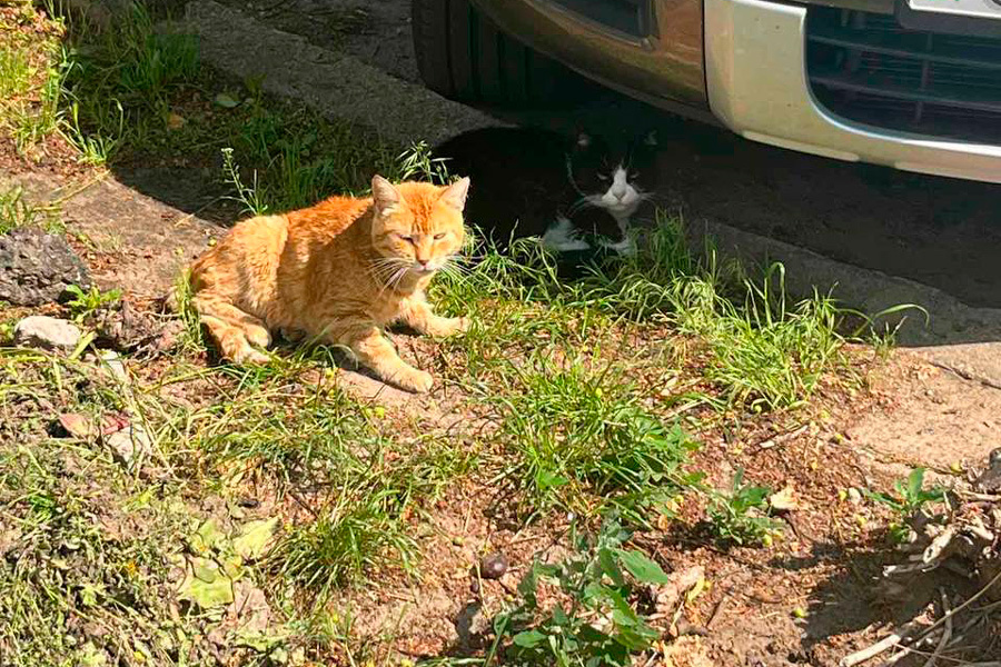    Фото "КРЕПОСТЬ" / Telegram