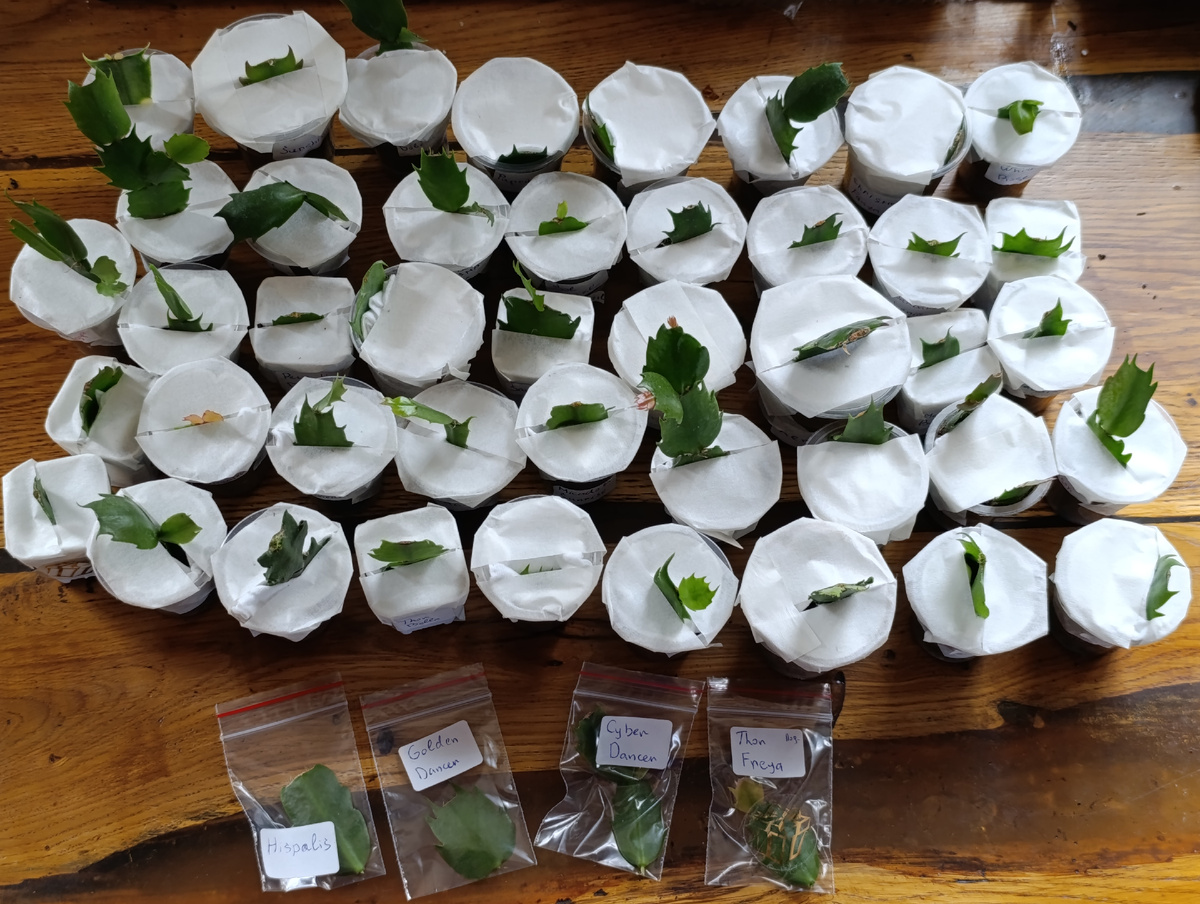 Самый большой заказ из тех, что были. До этого рекордными были 35 сортов в одни руки. 👌🔥