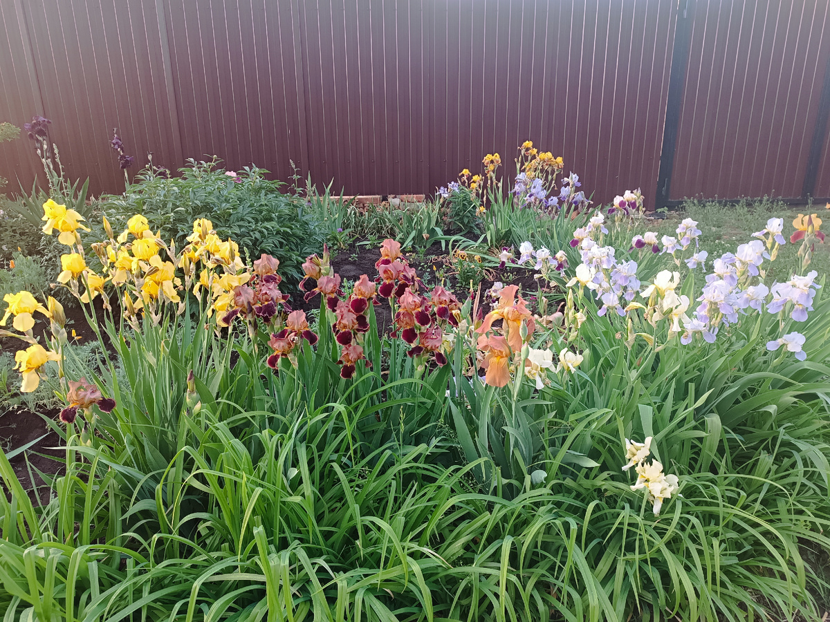 Ирисы "покрасивше" 😃