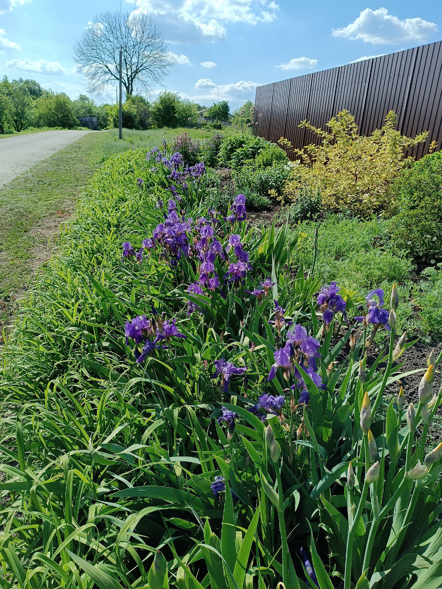 Синие простячки цветут первыми