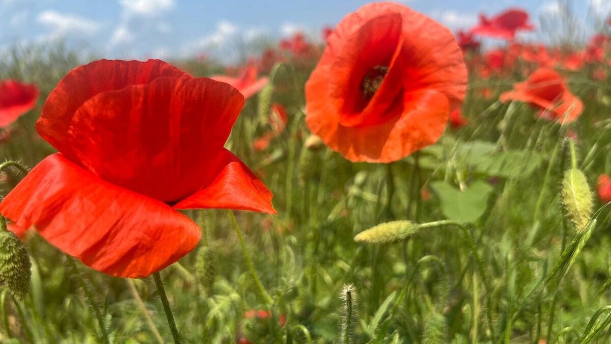    Фото: телеканал «Краснодар»