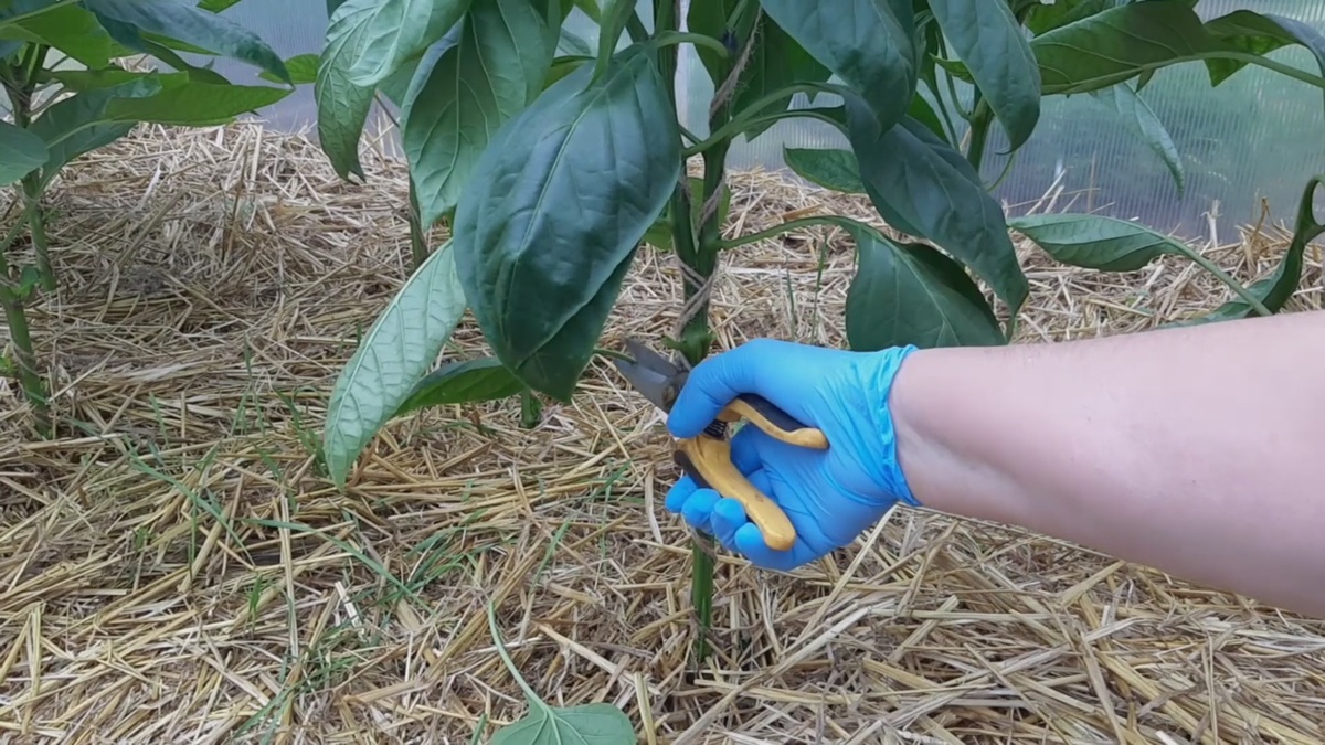 Все нижние листья до развилки у перца удалены.