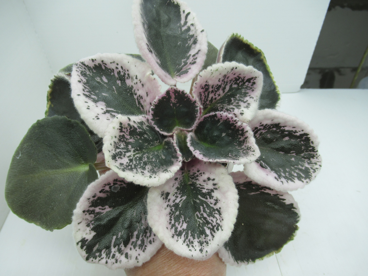 Фиалка сорт "ЛЕ-Одалиска" - мое фото