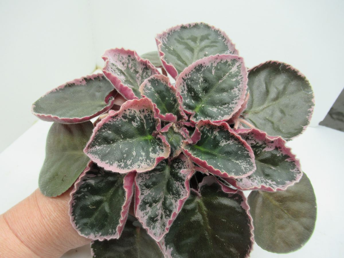 фиалка сорта "СМ-Страна багровых туч" - моё фото