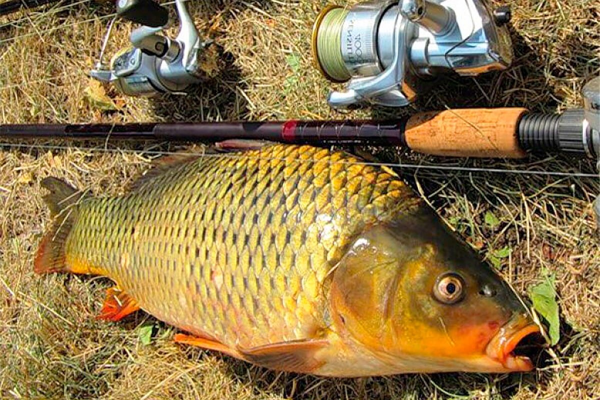 Владелец фото: Яндекс Картинки