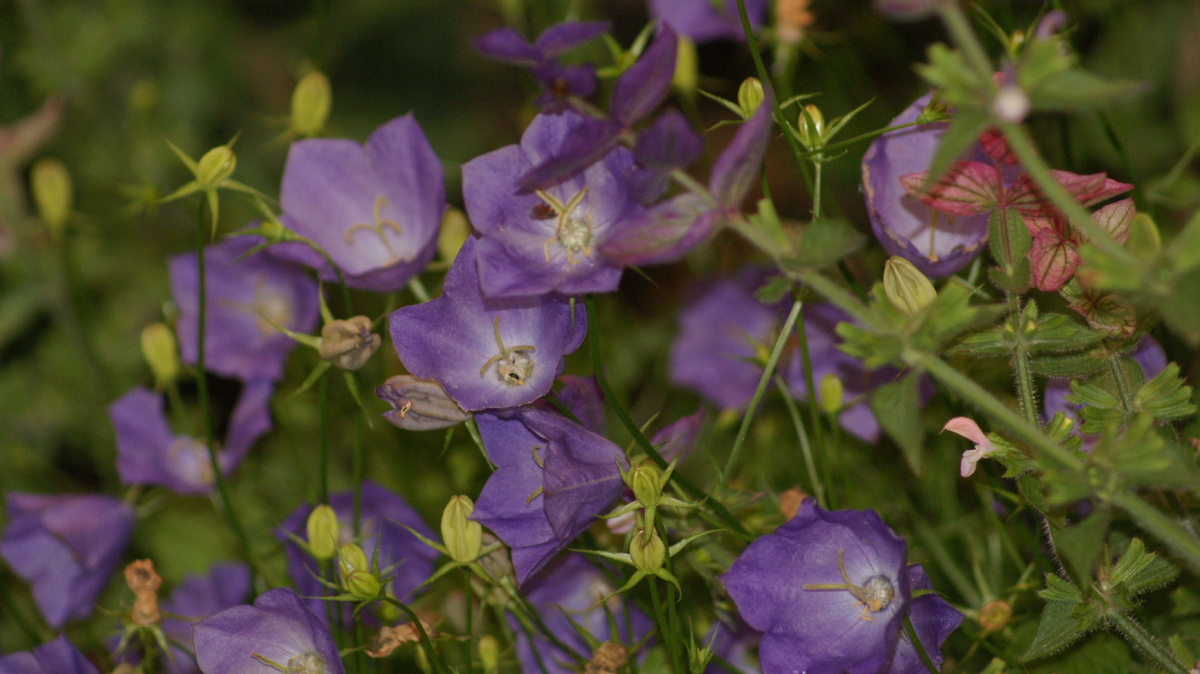 Колокольчик карпатский в моём саду