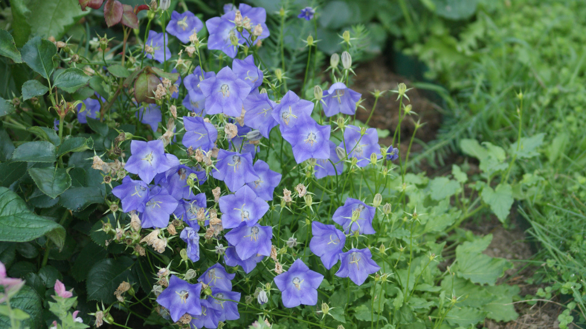 Колокольчик карпатский в моём саду