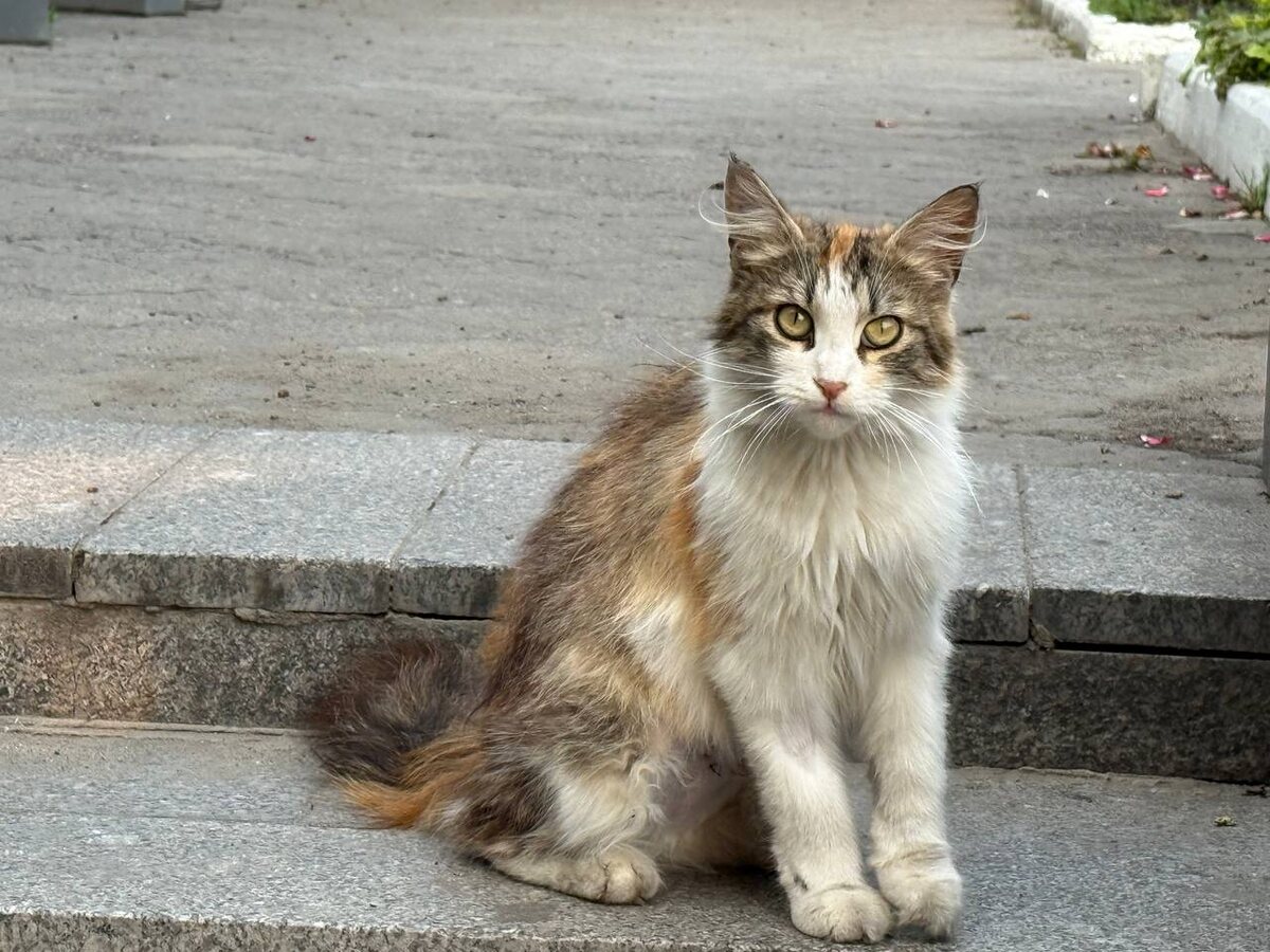 Метисы Мейн-кунов обычно наследуют узнаваемый костяк. Фото из архива автора.