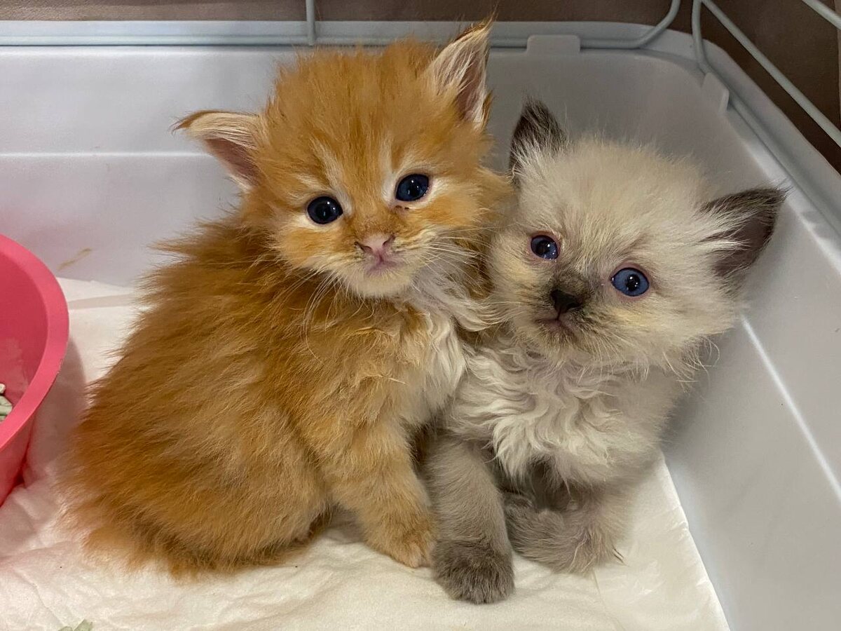 Котята из помета в 2024г. Тем летом был такой завал самых разных котят, что у меня остались фотографии котят любых расцветок. Теперь новых можно не фоткать, а просто найти похожего в галерее Фото из архива автора.